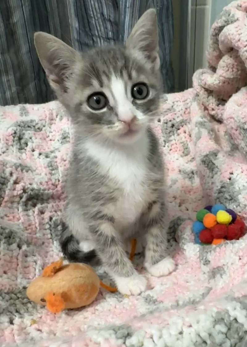 A baby medium-sized female Gray / Blue / Silver Domestic Short Hair cat named Boots for adoption in Brooksville, FL