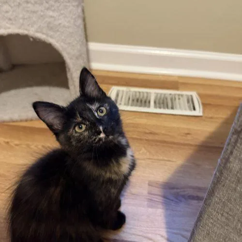 A baby small-sized female Tortoiseshell Domestic Short Hair cat named Fifa for adoption in Toms River, NJ