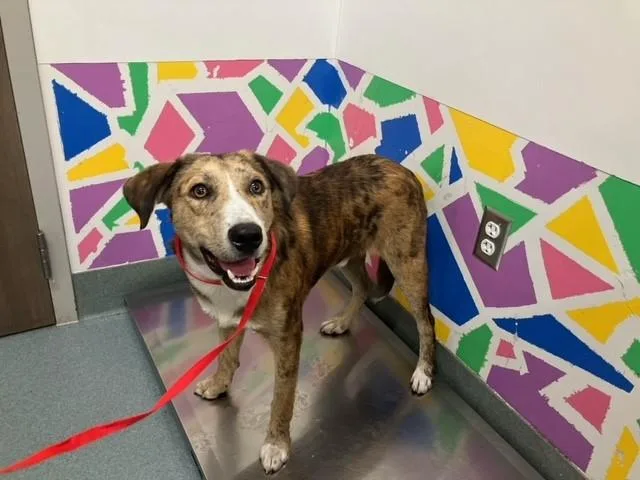 A young medium-sized male Hound dog named Bert for adoption in Baytown, TX