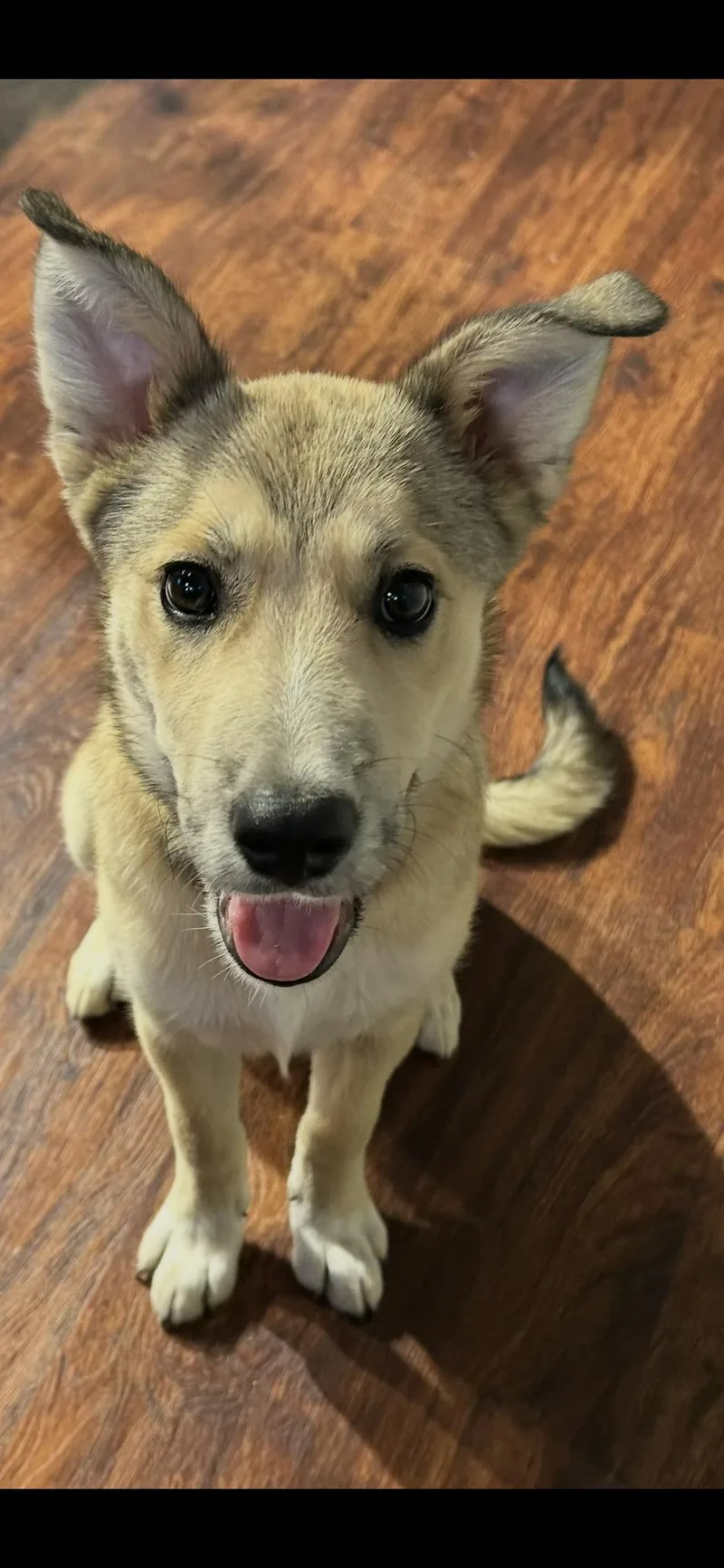 A young medium-sized female Yellow / Tan / Blond / Fawn German Shepherd Dog dog named Stella for adoption in Allen, TX