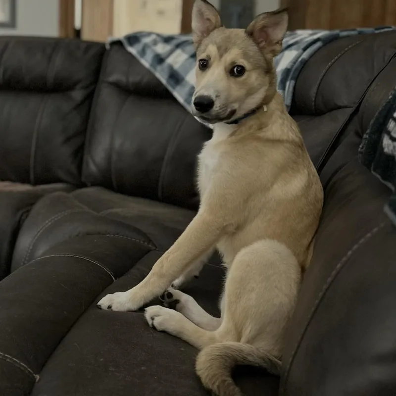 Stella thumbnail 3