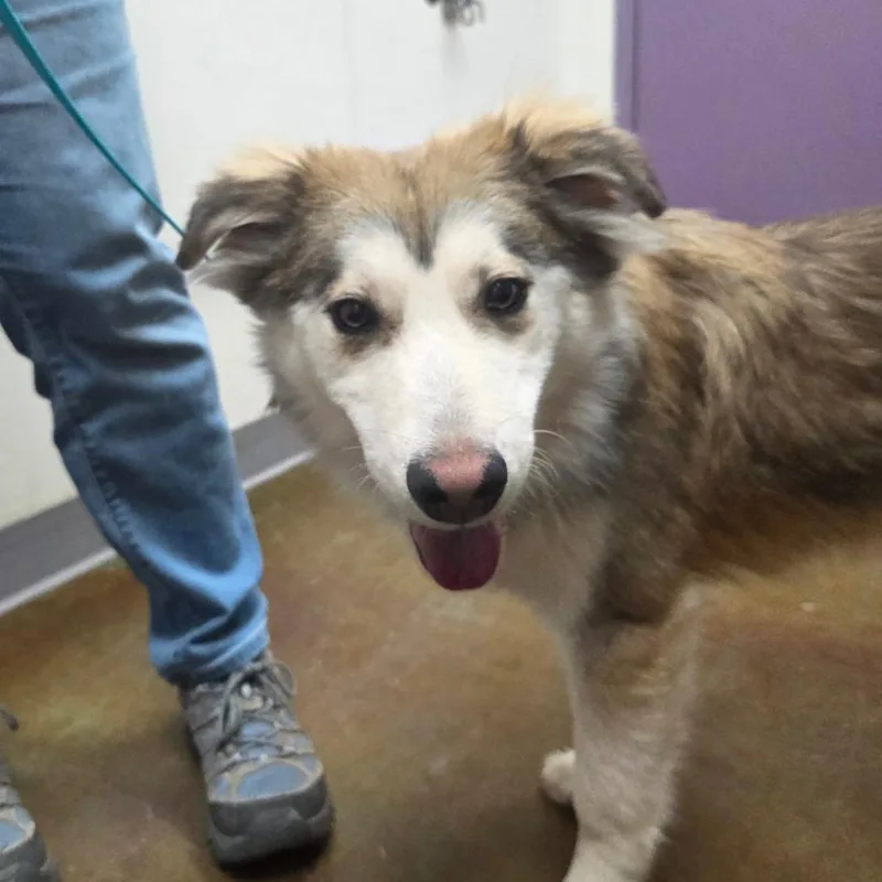 Zuni