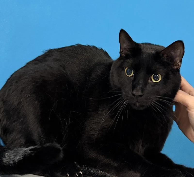 An adult large-sized male Black Domestic Short Hair cat named Harley for adoption in O'Fallon, MO