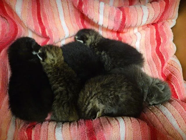 A baby small-sized male Domestic Medium Hair cat named Bootsie for adoption in Tustin, CA