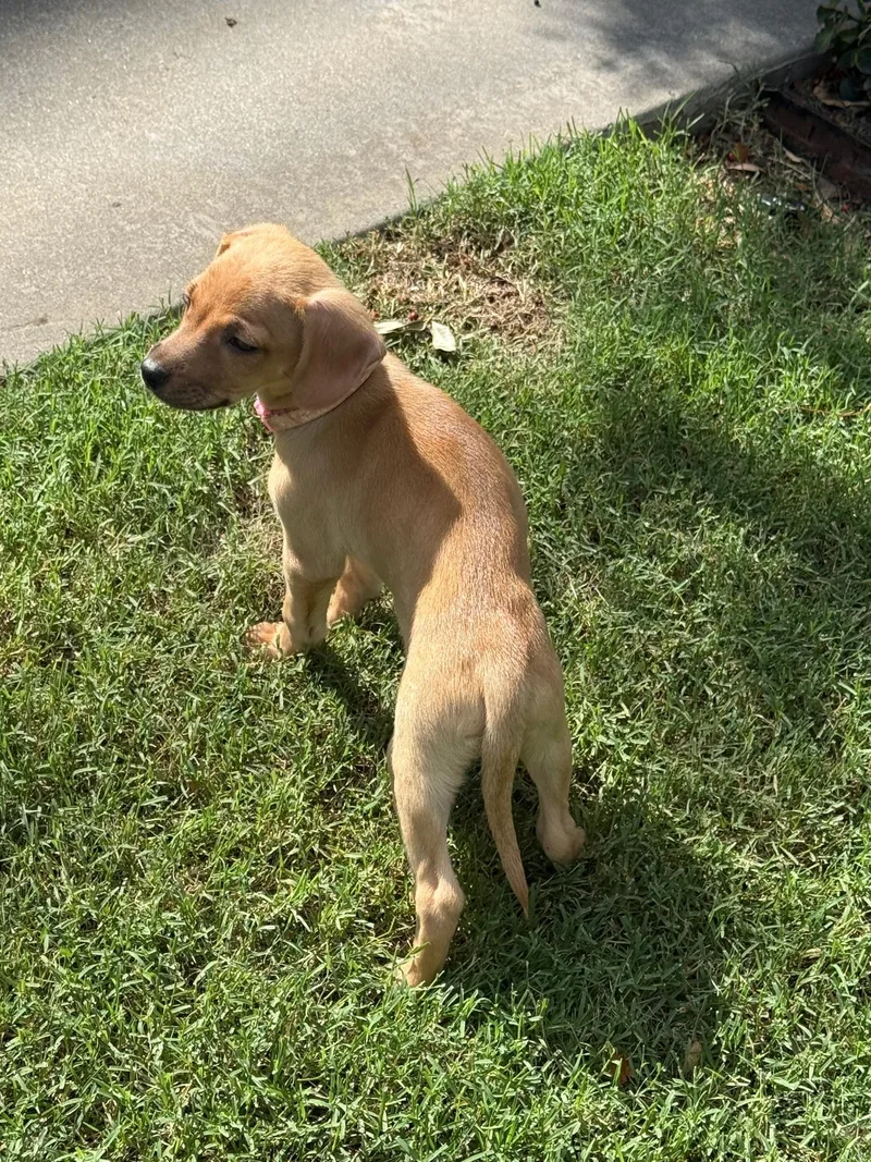 A baby medium-sized female Australian Cattle Dog / Blue Heeler dog named Lily for adoption in Plano, TX