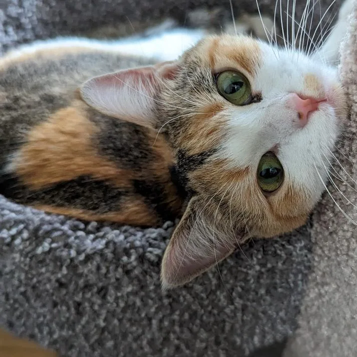 An adult small-sized female White Domestic Short Hair cat named Caleigh C for adoption in Princeton, MN