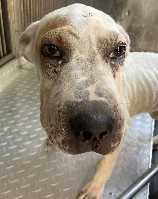 A baby small-sized female Mixed Breed dog named Bluff for adoption in Dallas, TX