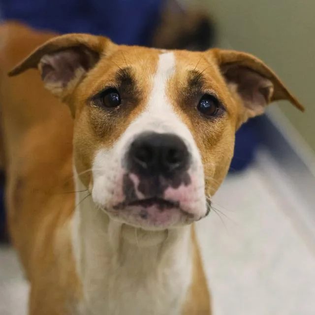 An adult medium-sized female American Staffordshire Terrier dog named Daisy for adoption in San Antonio, TX