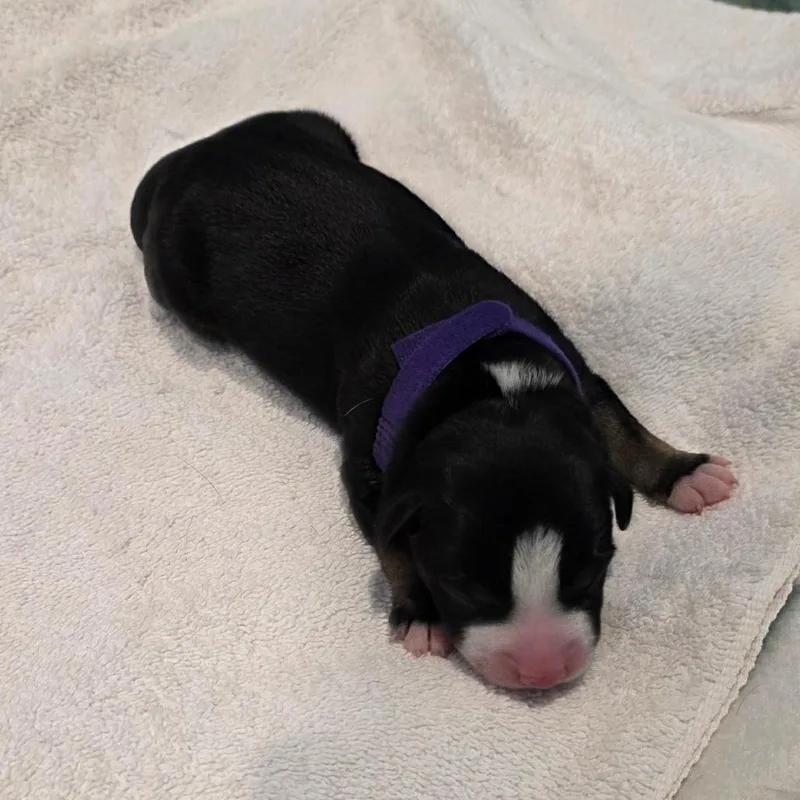 A baby small-sized female Black Australian Kelpie dog named Megan for adoption in Chandler, AZ