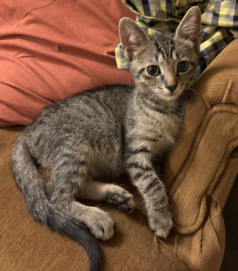 A baby medium-sized male Brown / Chocolate Domestic Short Hair cat named Dill for adoption in Oviedo, FL
