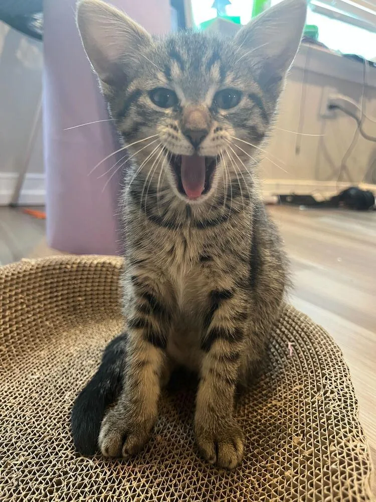 A baby medium-sized female Tabby (Brown / Chocolate) Domestic Short Hair cat named Feldspar for adoption in North Brunswick, NJ