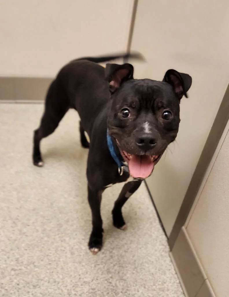 A young medium-sized male Boxer dog named Bosley for adoption in Superior, WI