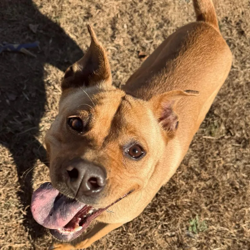 Peanut Butter thumbnail 2