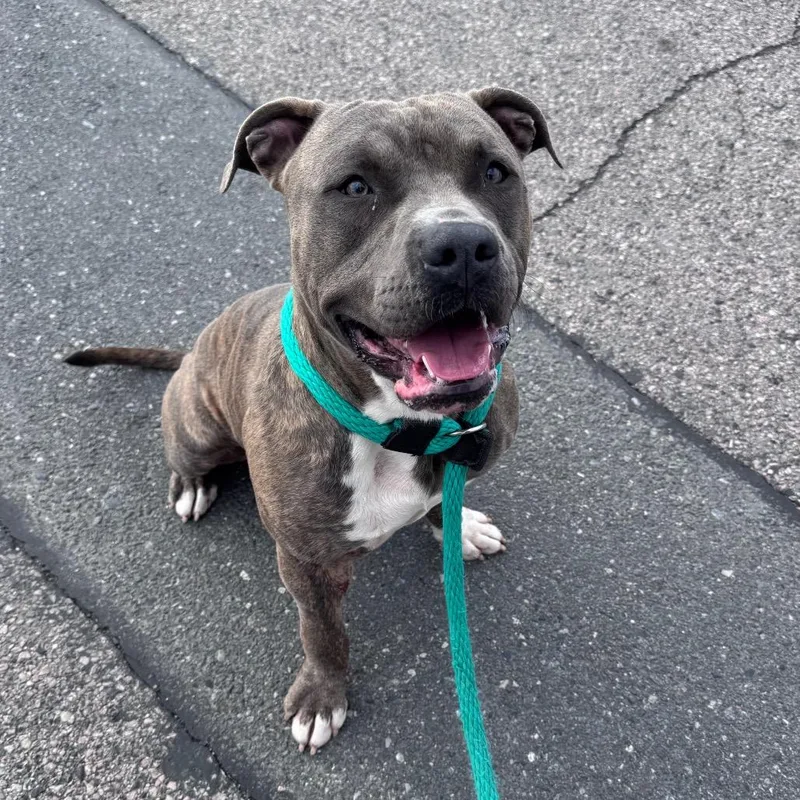 An adult large-sized male Gray / Blue / Silver Mixed Breed dog named Raymen for adoption in Philadelphia, PA