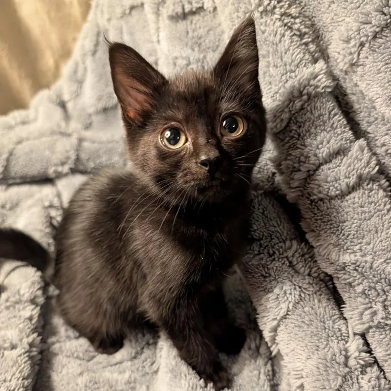A baby small-sized male Black Domestic Short Hair cat named Ghost Pepper for adoption in Columbiana, AL