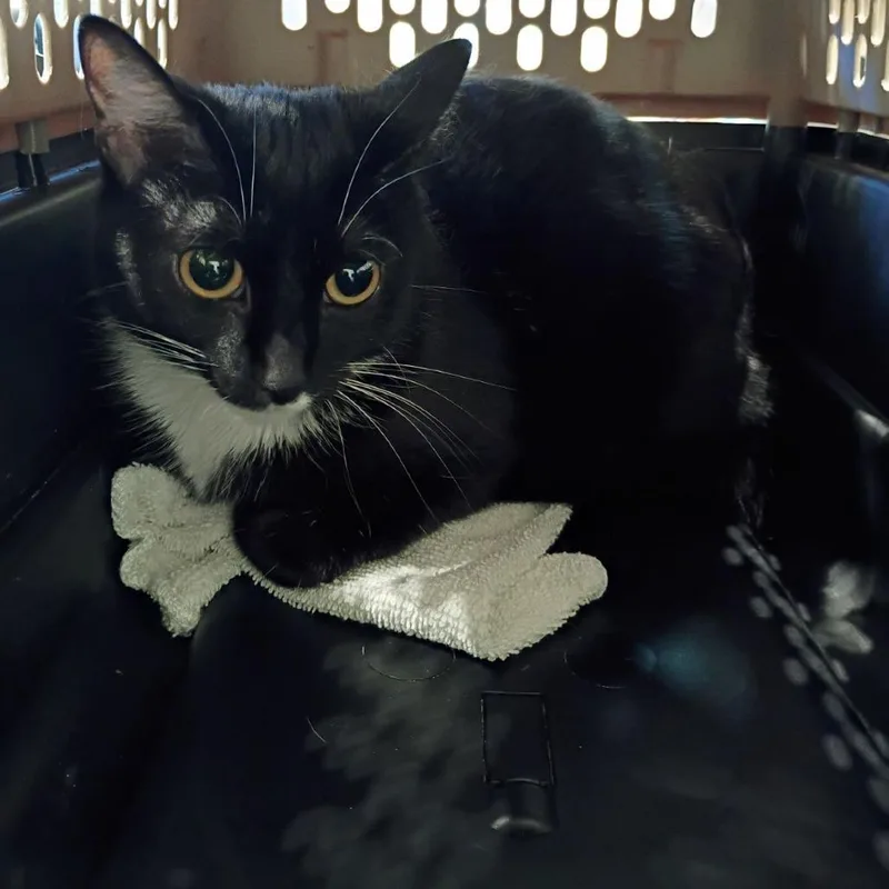 Mesquite thumbnail 2