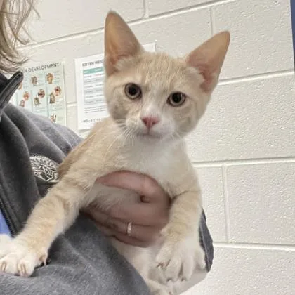 A baby small-sized male Domestic Short Hair cat named Firefly for adoption in Wheaton, IL
