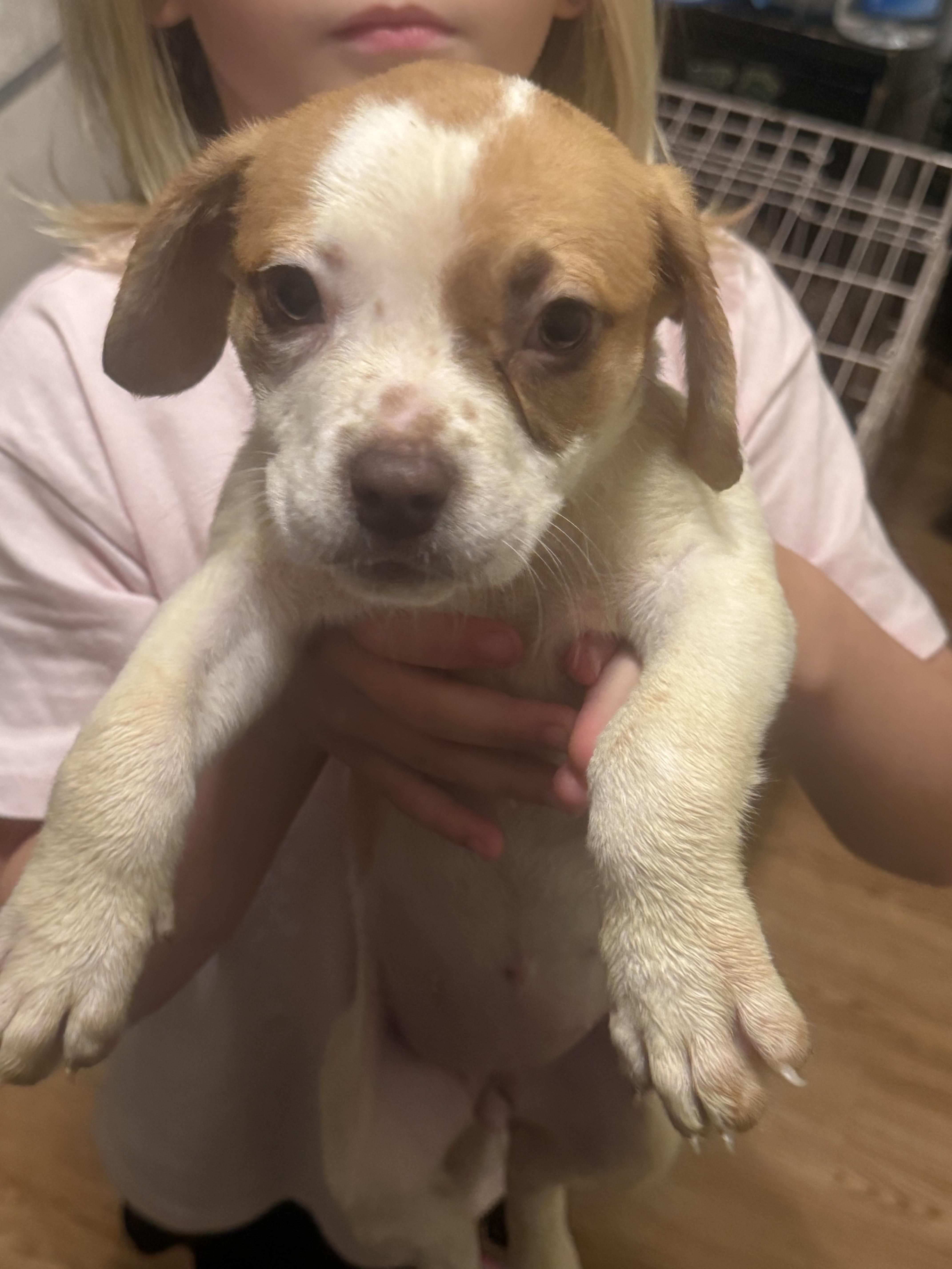 A baby medium-sized female Australian Cattle Dog / Blue Heeler dog named Jessica for adoption in Plano, TX