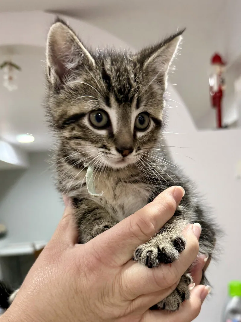 A baby medium-sized male Domestic Short Hair cat named Cat  Indie for adoption in GILBERTS, IL