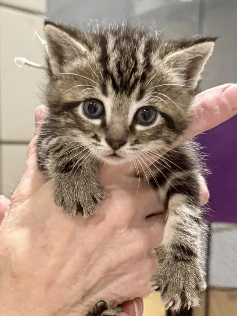 Cat  Indie thumbnail 2