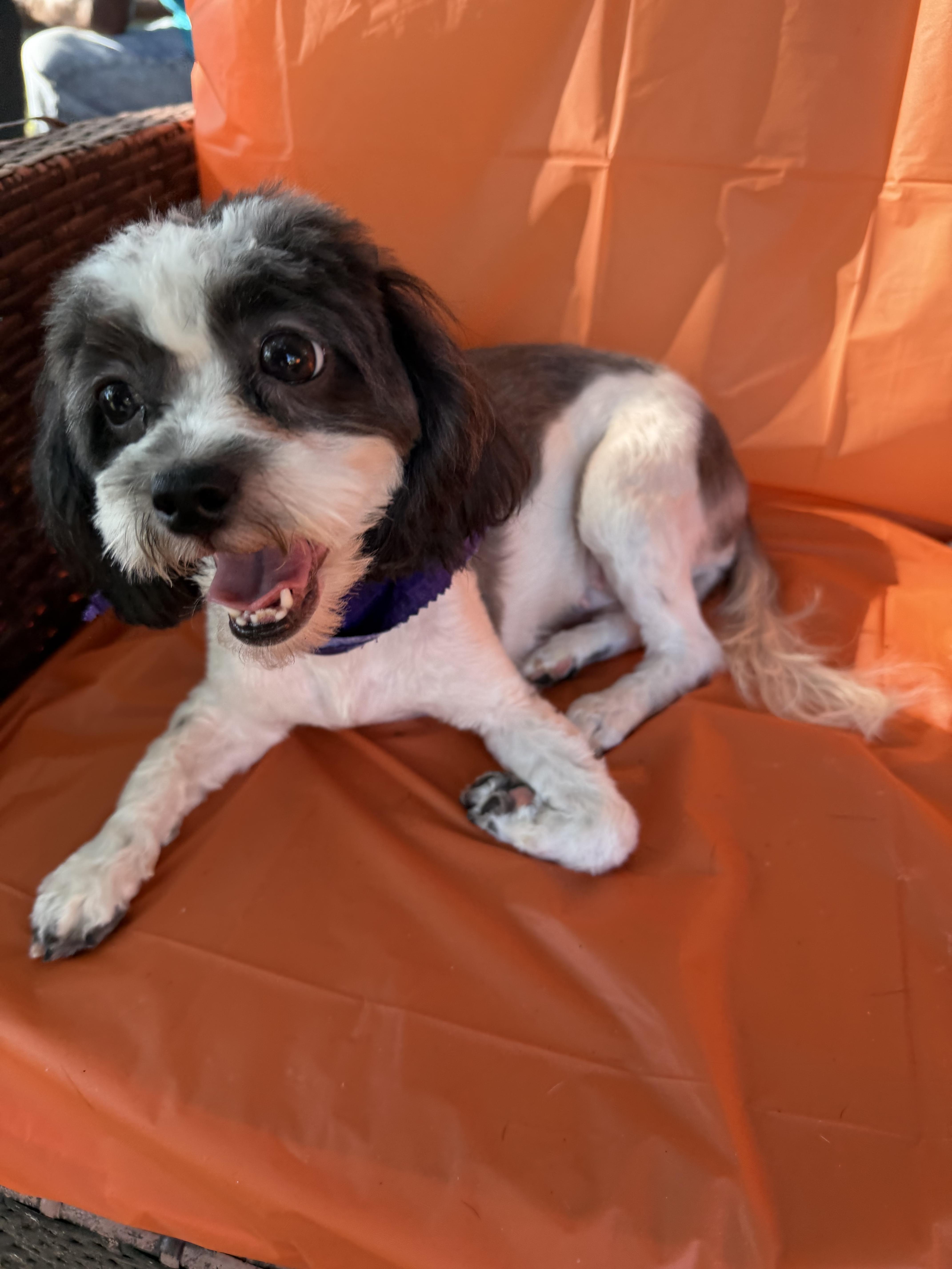 An adult small-sized female Cavalier King Charles Spaniel dog named Meesha for adoption in Louise, TX