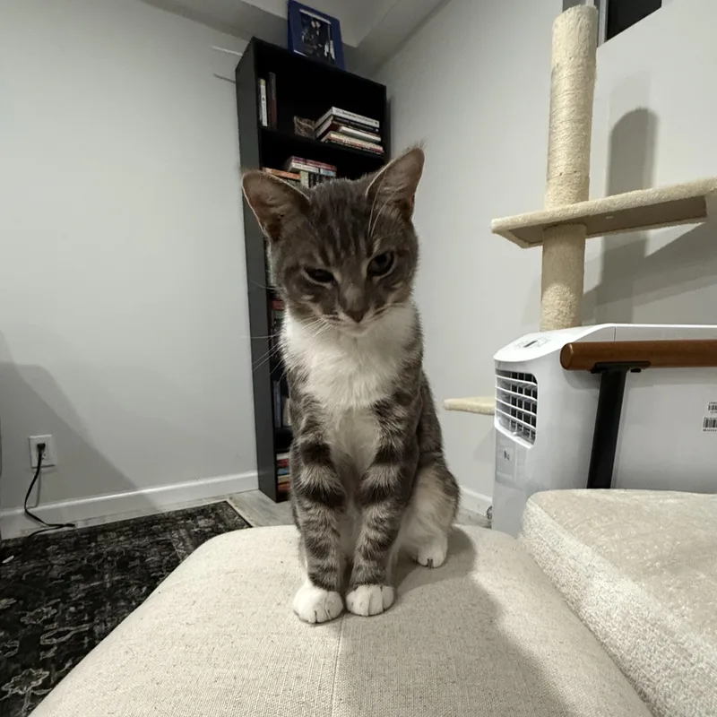 An adult medium-sized male Domestic Short Hair cat named Cosmo for adoption in Old Bridge, NJ
