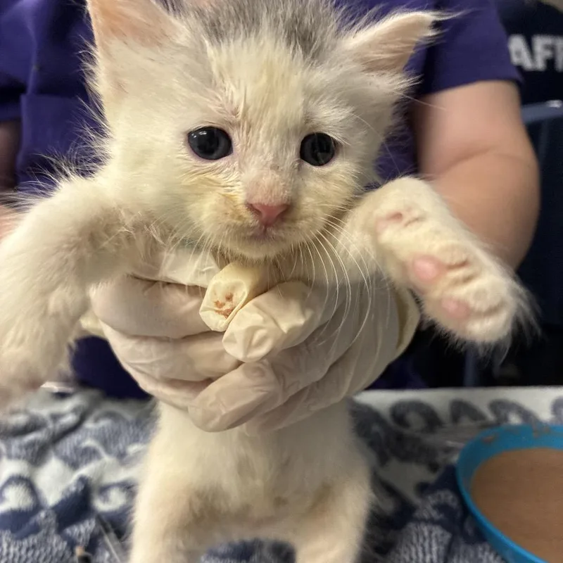 A baby small-sized female White Domestic Short Hair cat named Bacardi for adoption in Newark, NJ