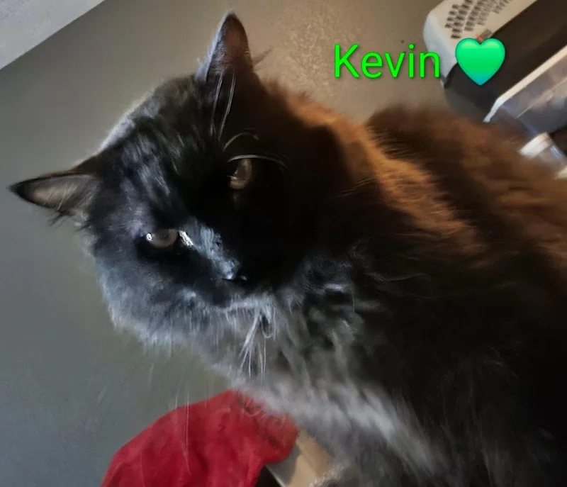 Kevin