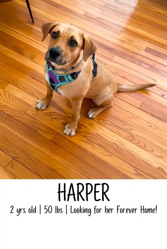 An adult medium-sized female Labrador Retriever dog named Harper for adoption in Ossining, NY