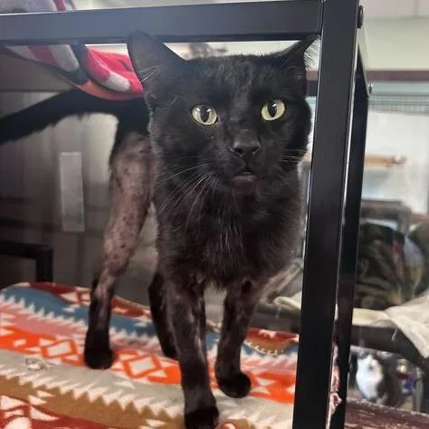 A young large-sized male Black Domestic Short Hair cat named The Onceler for adoption in Davenport, IA
