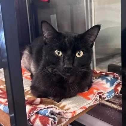 The Onceler thumbnail 2