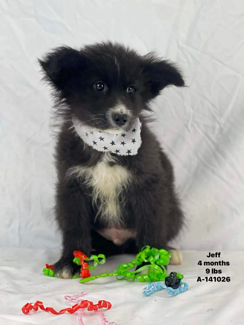 Jeff The Pomeranian Mix