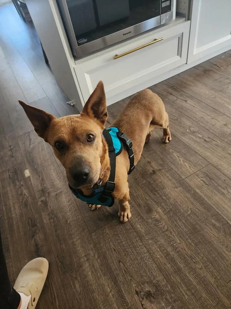 An adult medium-sized female Yellow / Tan / Blond / Fawn Pit Bull Terrier dog named Miranda for adoption in Naperville, IL