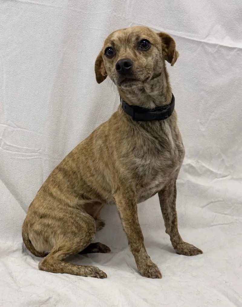 Kirkland thumbnail 2