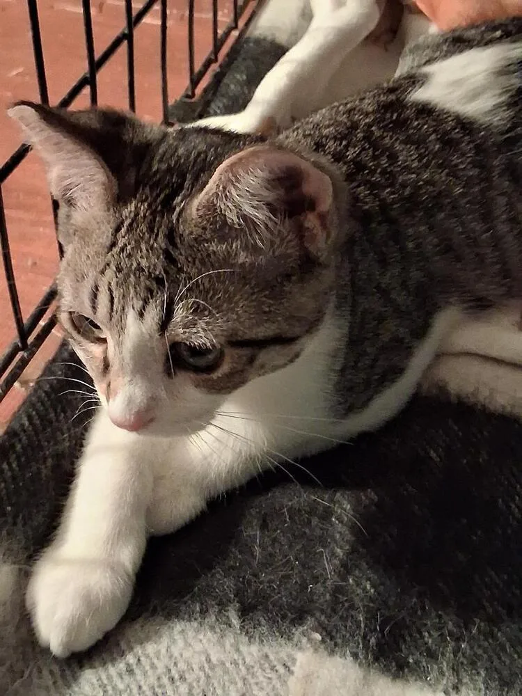 A baby medium-sized female Domestic Short Hair cat named Phoebe for adoption in Oceanside, CA