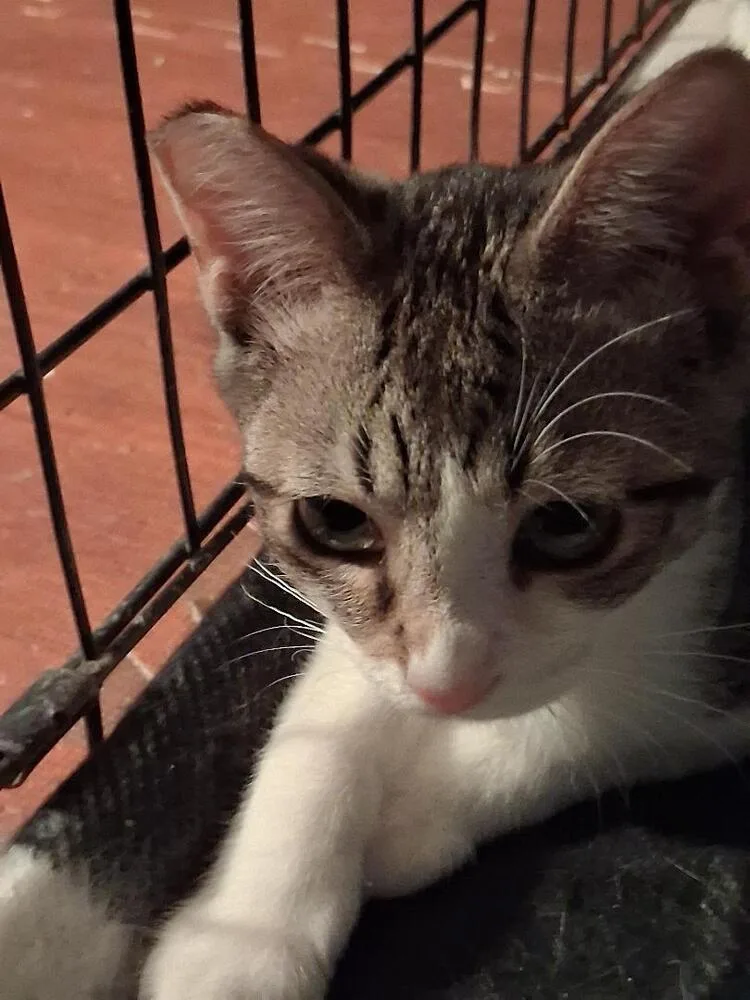 Phoebe thumbnail 3