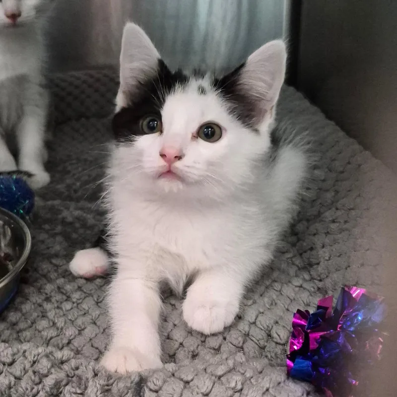 A baby small-sized male Domestic Short Hair cat named Moomoo for adoption in Oak Ridge, TN