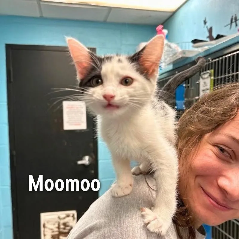 Moomoo thumbnail 2