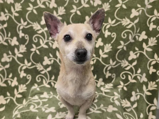An adult small-sized male Chihuahua dog named Owen Wilson for adoption in Auburn, CA