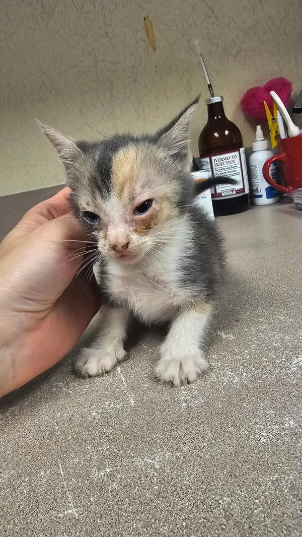 A baby small-sized female Domestic Short Hair cat named Queen for adoption in Salisbury, MD