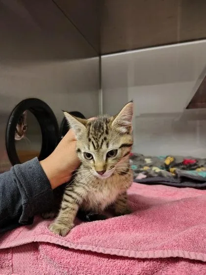A baby small-sized female Domestic Short Hair cat named Green Band for adoption in Gastonia, NC