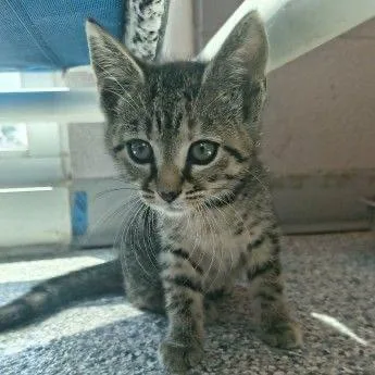 A baby small-sized male Gray / Blue / Silver Domestic Short Hair cat named Sundae for adoption in Buffalo, MN