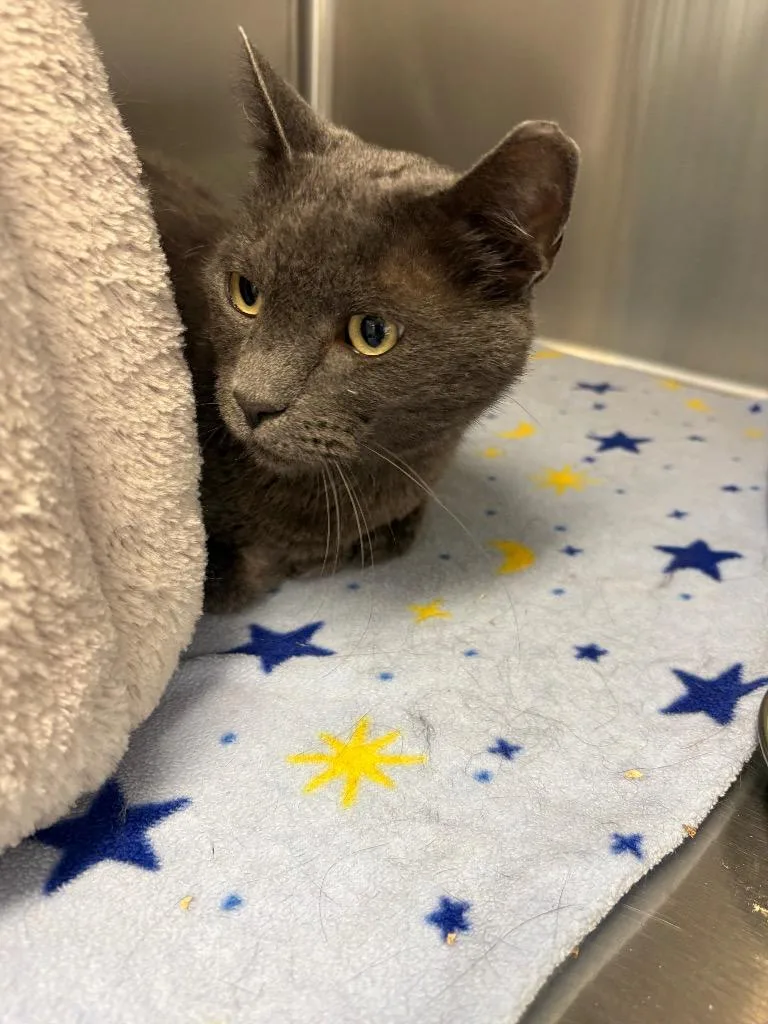 An adult medium-sized male Russian Blue cat named Smokey for adoption in Twentynine Palms, CA