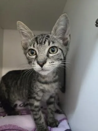 A baby small-sized male Domestic Short Hair cat named Scorpio for adoption in Savannah, GA