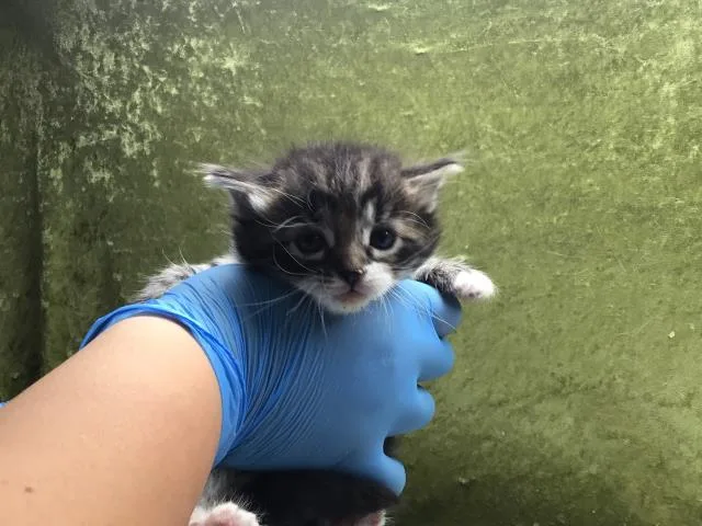 A baby small-sized female Domestic Short Hair cat named Mya for adoption in Riverside, CA