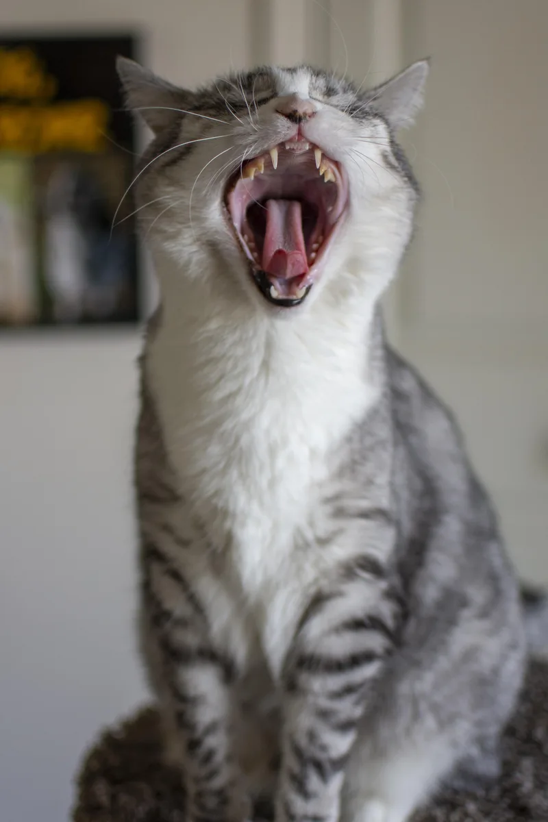 An adult large-sized female Domestic Short Hair cat named Ava for adoption in Boise, ID