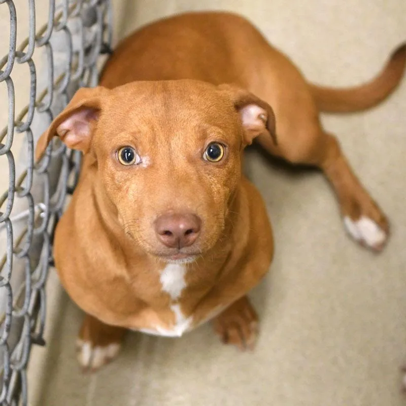 A young small-sized male Red / Chestnut / Orange Chiweenie dog named Mikee for adoption in Monroe, GA