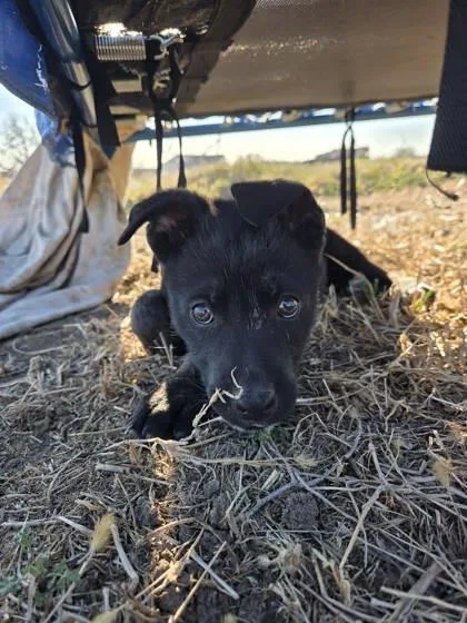 A young large-sized female Shepherd dog named Hera for adoption in Beatrice, NE