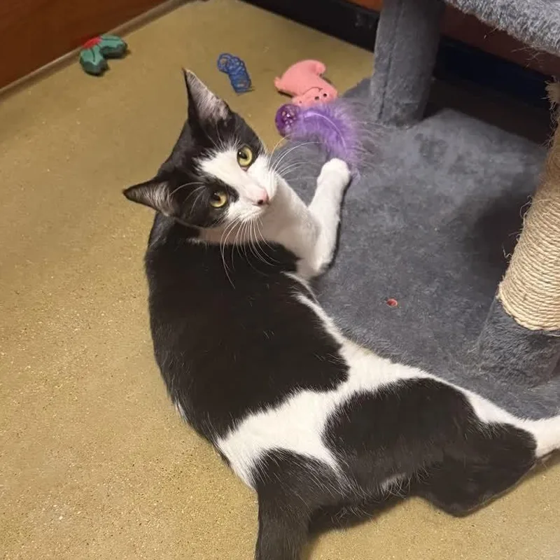 A baby medium-sized female Black & White / Tuxedo Domestic Short Hair cat named Penelope for adoption in Mokena, IL