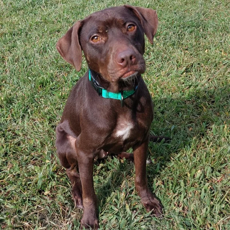 An adult medium-sized female Brown / Chocolate Retriever dog named Lizzie for adoption in Chesapeake, VA